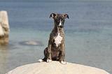 WHIPPET 276